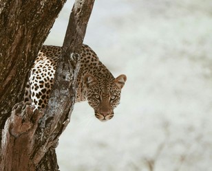 Tanzania Serengeti Safari